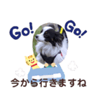 パピヨンの笑門ちゃん（個別スタンプ：13）