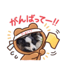 パピヨンの笑門ちゃん（個別スタンプ：15）