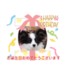 パピヨンの笑門ちゃん（個別スタンプ：16）