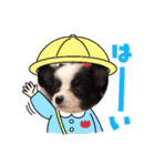 パピヨンの笑門ちゃん（個別スタンプ：17）