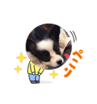 パピヨンの笑門ちゃん（個別スタンプ：19）