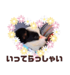 パピヨンの笑門ちゃん（個別スタンプ：23）