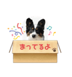 パピヨントライのもっちゃん（個別スタンプ：6）