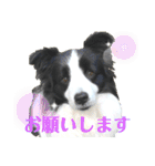 ボーダーコリー・バディ君（個別スタンプ：6）
