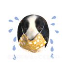 ボーダーコリー・バディ君（個別スタンプ：17）
