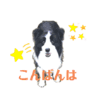ボーダーコリー・バディ君（個別スタンプ：22）