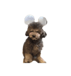moko  犬のスタンプ（個別スタンプ：1）