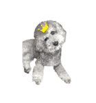 moko  犬のスタンプ（個別スタンプ：2）