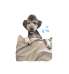 moko  犬のスタンプ（個別スタンプ：5）