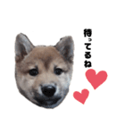 若かりしころの柴犬。（個別スタンプ：1）