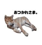 若かりしころの柴犬。（個別スタンプ：3）