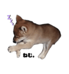 若かりしころの柴犬。（個別スタンプ：4）