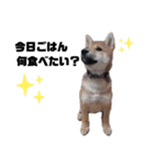 若かりしころの柴犬。（個別スタンプ：5）