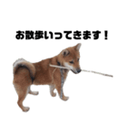 若かりしころの柴犬。（個別スタンプ：7）