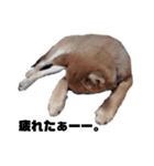 若かりしころの柴犬。（個別スタンプ：8）