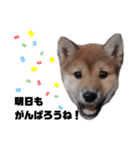 若かりしころの柴犬。（個別スタンプ：9）