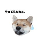 若かりしころの柴犬。（個別スタンプ：10）