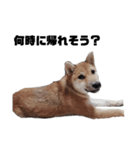 若かりしころの柴犬。（個別スタンプ：11）