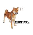 若かりしころの柴犬。（個別スタンプ：12）