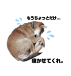 若かりしころの柴犬。（個別スタンプ：13）