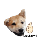 若かりしころの柴犬。（個別スタンプ：14）