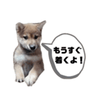 若かりしころの柴犬。（個別スタンプ：15）