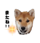 若かりしころの柴犬。（個別スタンプ：16）