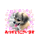 ムギの良く使うスタンプ（個別スタンプ：1）