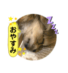 ムギの良く使うスタンプ（個別スタンプ：4）