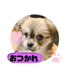 ムギの良く使うスタンプ（個別スタンプ：5）