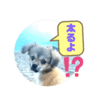 ムギの良く使うスタンプ（個別スタンプ：7）
