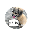 ムギの良く使うスタンプ（個別スタンプ：9）