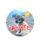ムギの良く使うスタンプ（個別スタンプ：12）