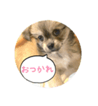 ムギの良く使うスタンプ（個別スタンプ：13）
