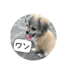 ムギの良く使うスタンプ（個別スタンプ：16）