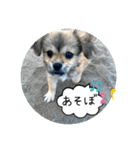 ムギの良く使うスタンプ（個別スタンプ：17）