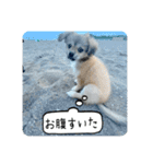 ムギの良く使うスタンプ（個別スタンプ：18）