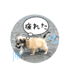 ムギの良く使うスタンプ（個別スタンプ：19）