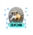 ムギの良く使うスタンプ（個別スタンプ：21）