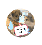 ムギの良く使うスタンプ（個別スタンプ：22）