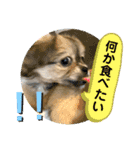 ムギの良く使うスタンプ（個別スタンプ：23）