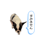 うりむくんスタンプ（個別スタンプ：1）