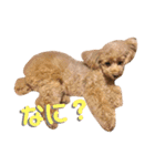 おぱんつのちゃーこ（個別スタンプ：2）