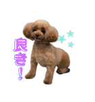 おぱんつのちゃーこ（個別スタンプ：4）