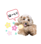 おぱんつのちゃーこ（個別スタンプ：10）