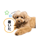 おぱんつのちゃーこ（個別スタンプ：12）