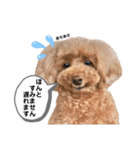 おぱんつのちゃーこ（個別スタンプ：13）