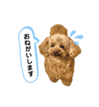 おぱんつのちゃーこ（個別スタンプ：14）