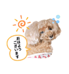 おぱんつのちゃーこ（個別スタンプ：17）