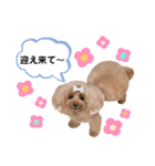 おぱんつのちゃーこ（個別スタンプ：19）